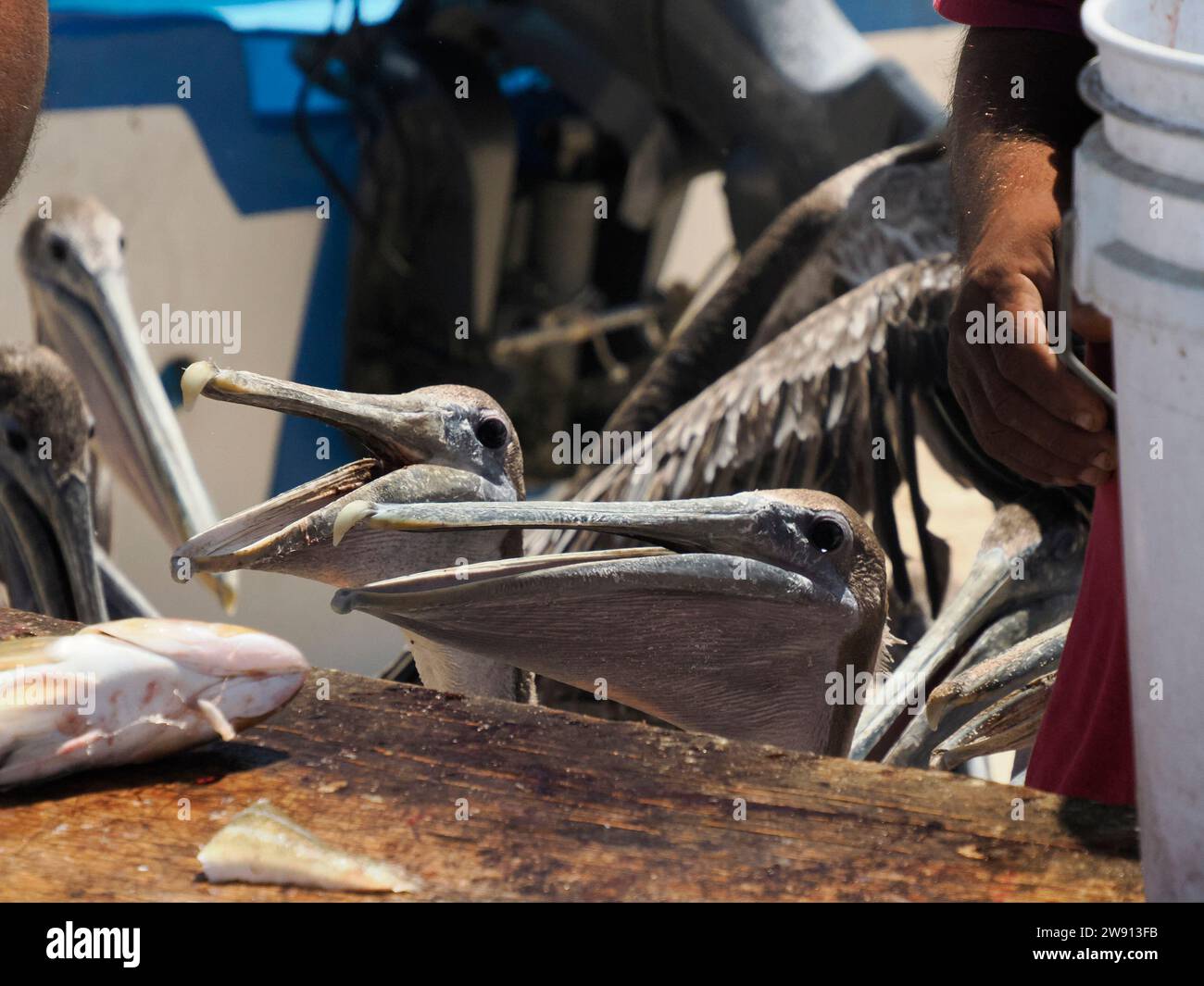 many pelicans begging for fresh fish food in fisherman beach Punta Lobos near todos santos, pacific ocean baja california sur mexico Stock Photo