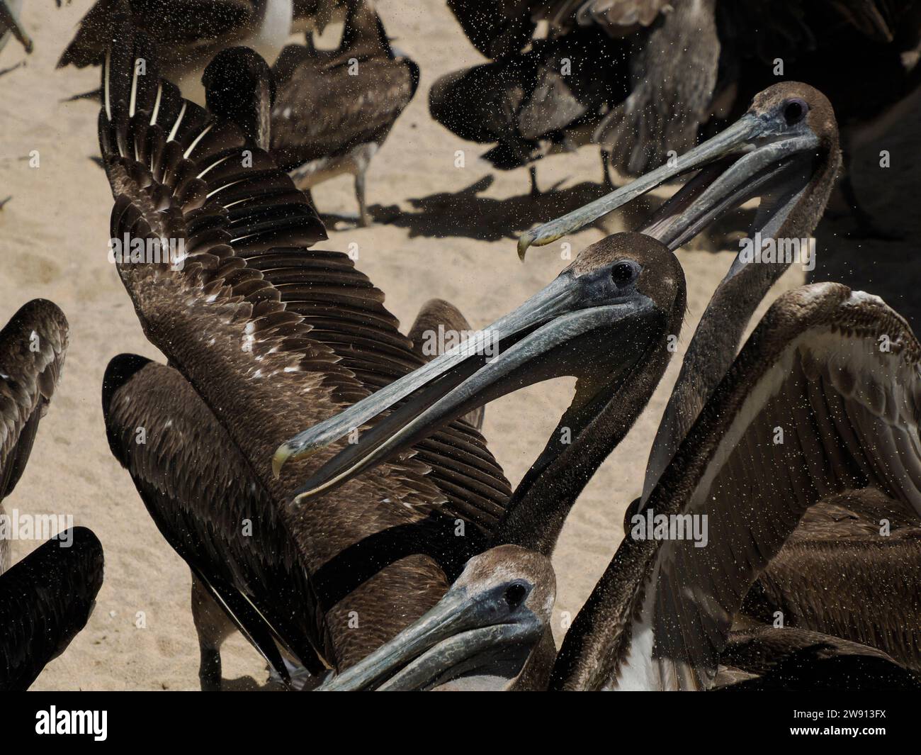 many pelicans begging for fresh fish food in fisherman beach Punta Lobos near todos santos, pacific ocean baja california sur mexico Stock Photo