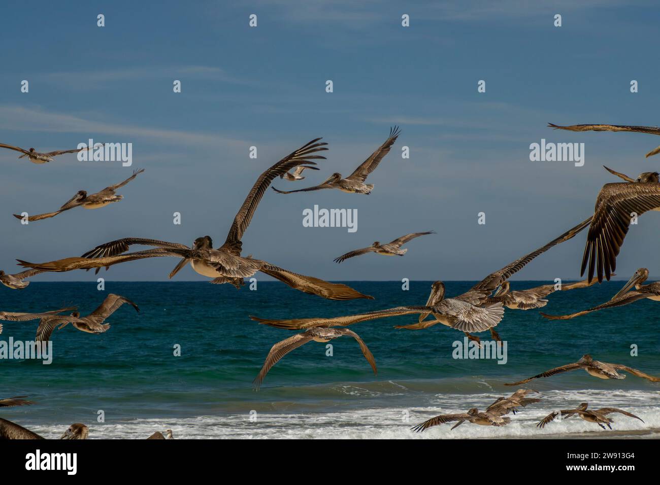 some flying pelicans close up in fisherman beach Punta Lobos near todos santos, pacific ocean baja california sur mexico Stock Photo