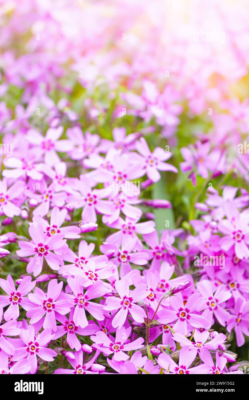 Close-up of pink Moss phlox flowers pink verbena on a blurred background. Stock Photo