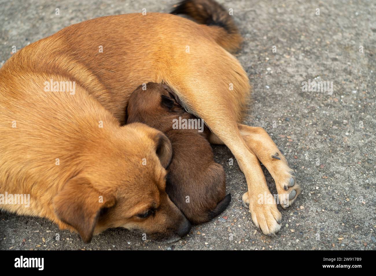 One month old puppy feeding from its mother. Stock Photo