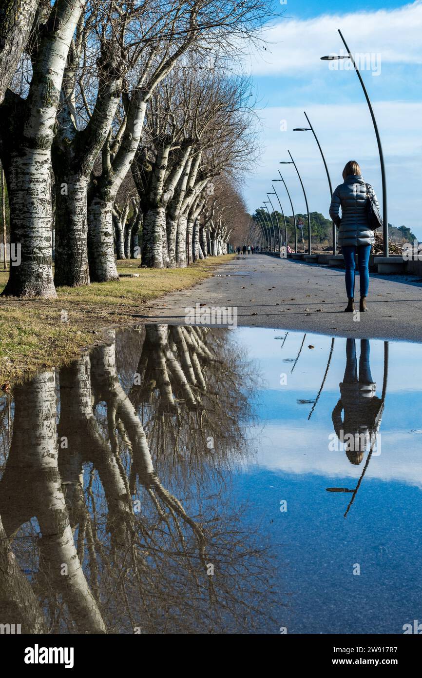 Tree-lined avenue on the seafront in the city of Grado, Italy. Large ...