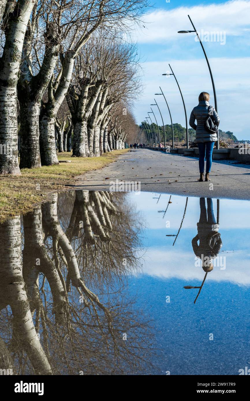 Tree-lined avenue on the seafront in the city of Grado, Italy. Large ...