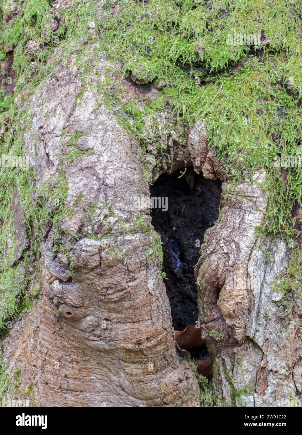 Cavity in tree trunk hi-res stock photography and images - Alamy