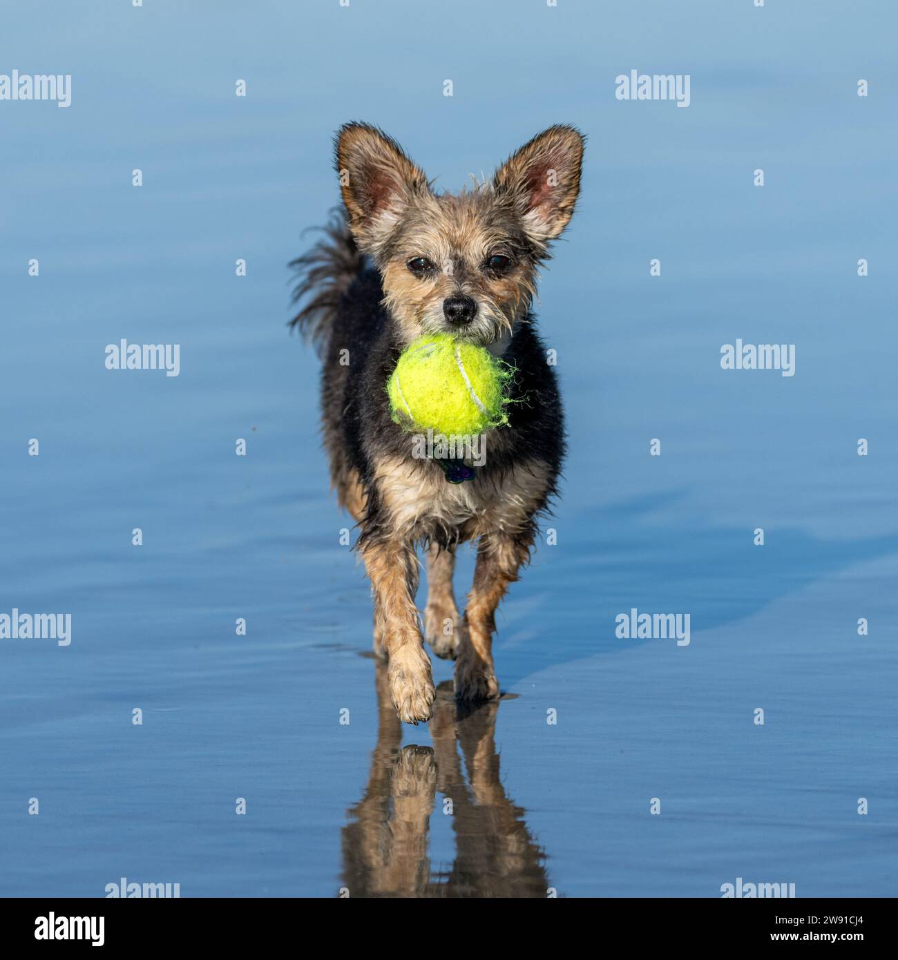 Yorkhire Terrier in the wet sand with her reflection carrying a ball towards the camera Stock Photo