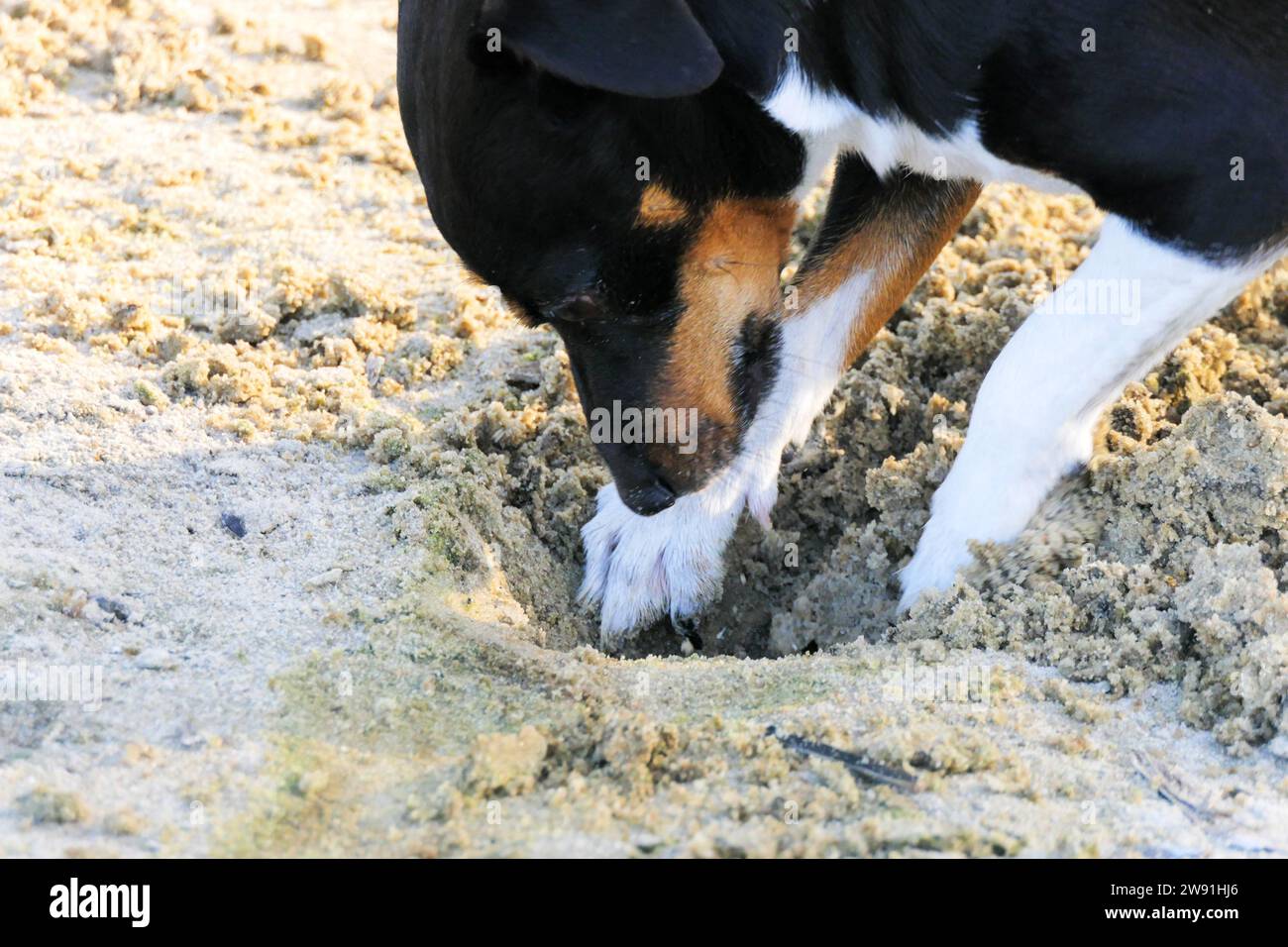 Dogs of the Jack Russell Terrier breed dig a hole in the sand Stock