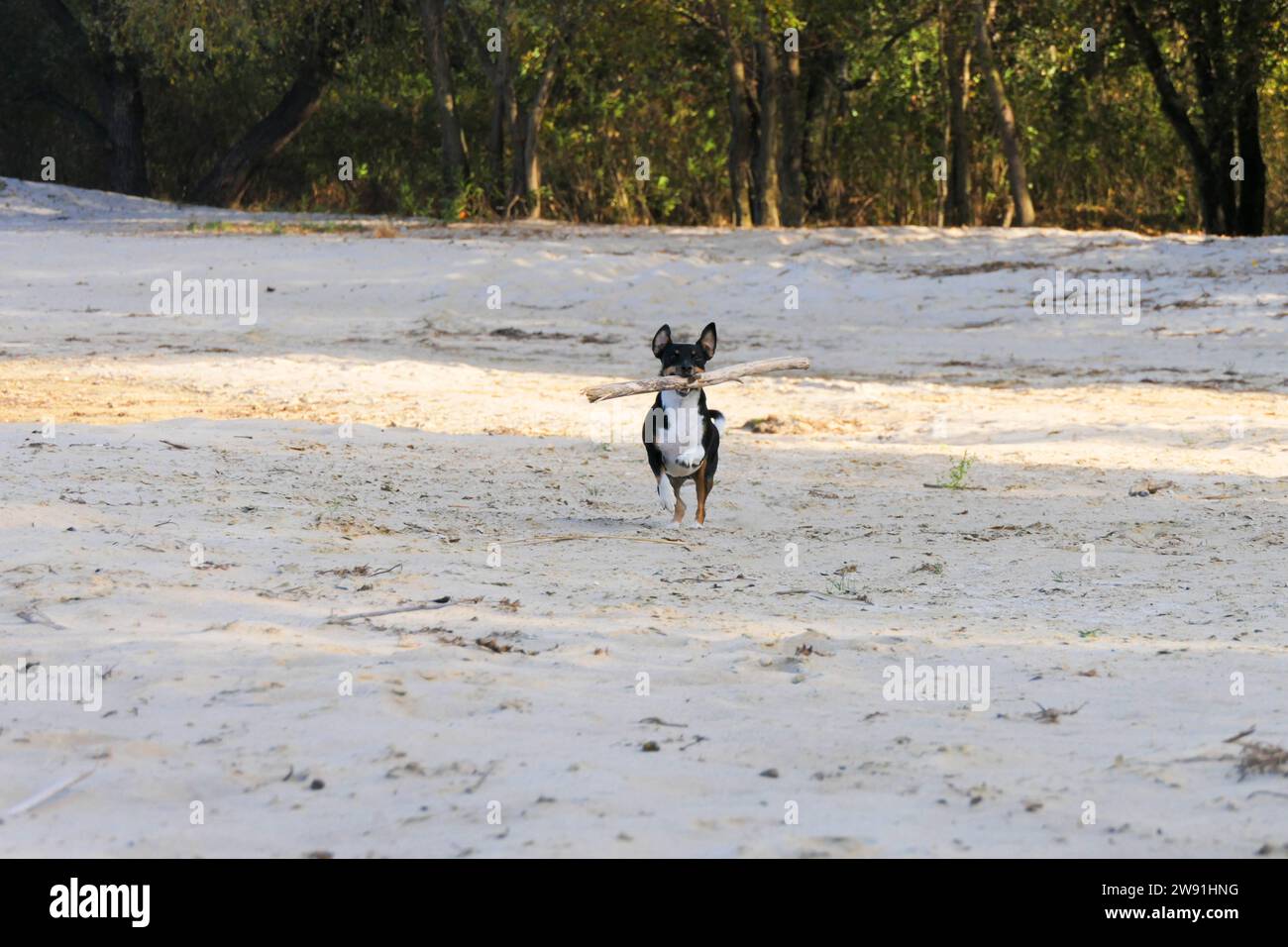 Jack Russell Terrier dog runs holding a stick in its mouth. Stock Photo