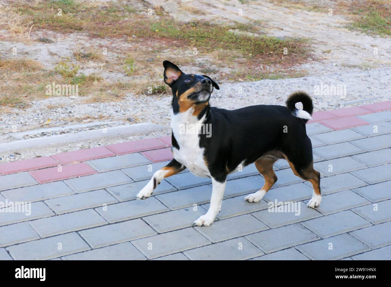 Jack Russell Terrier on a walk next to the owner listens to his commands. Stock Photo