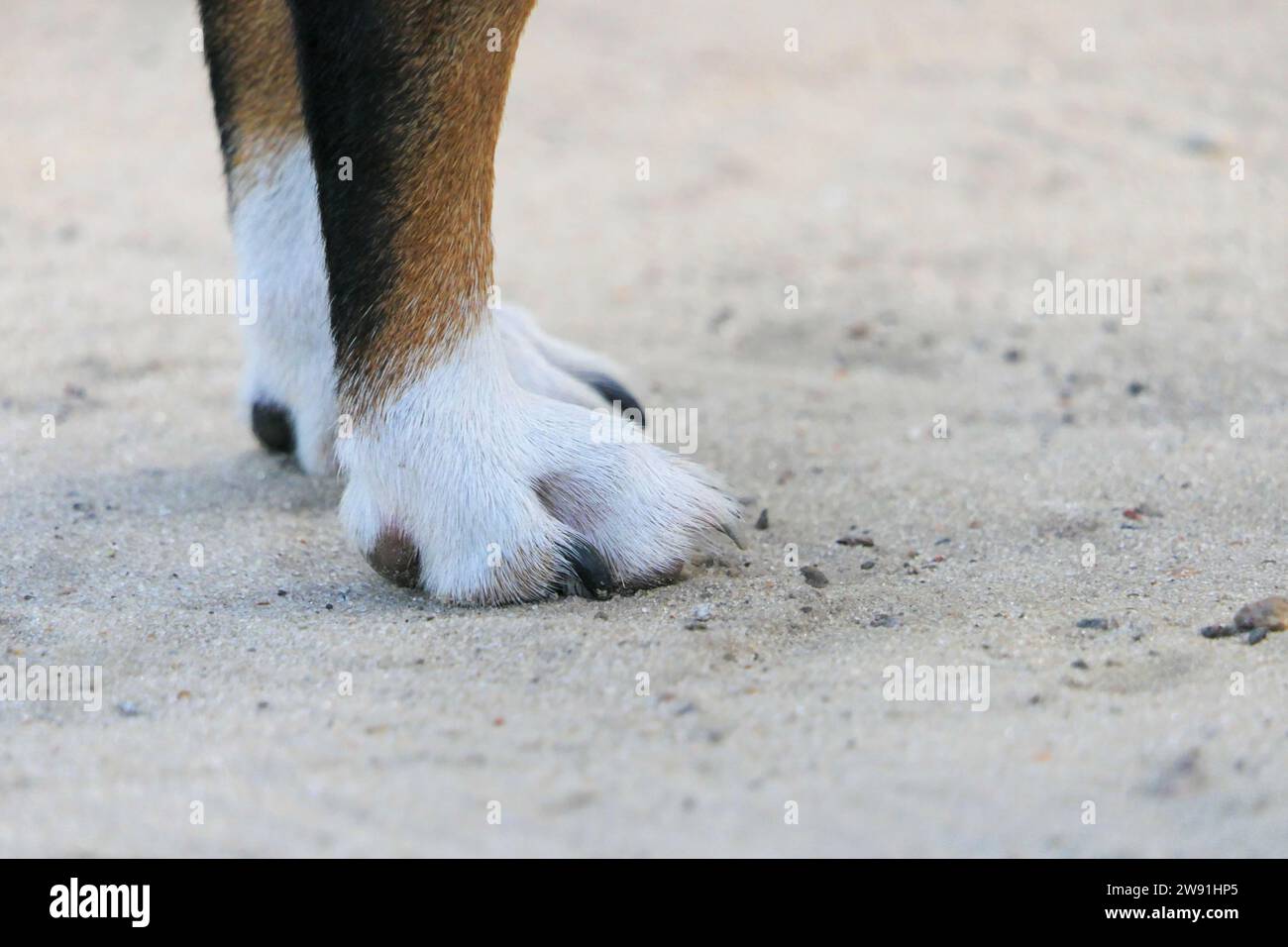 Do jack russells have webbed feet hot sale