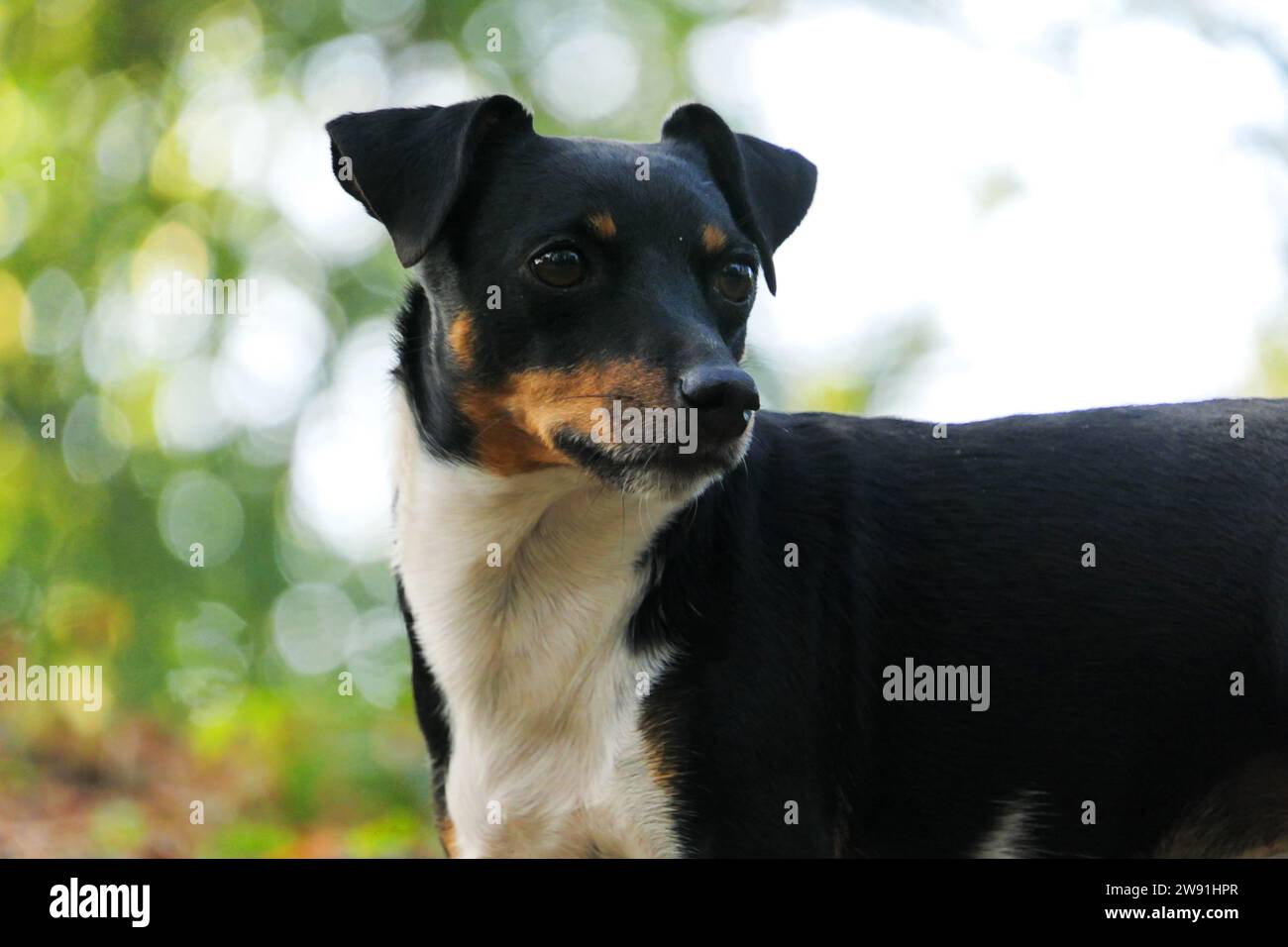 Small dog characteristics hi-res stock photography and images - Alamy, image size:1300x956