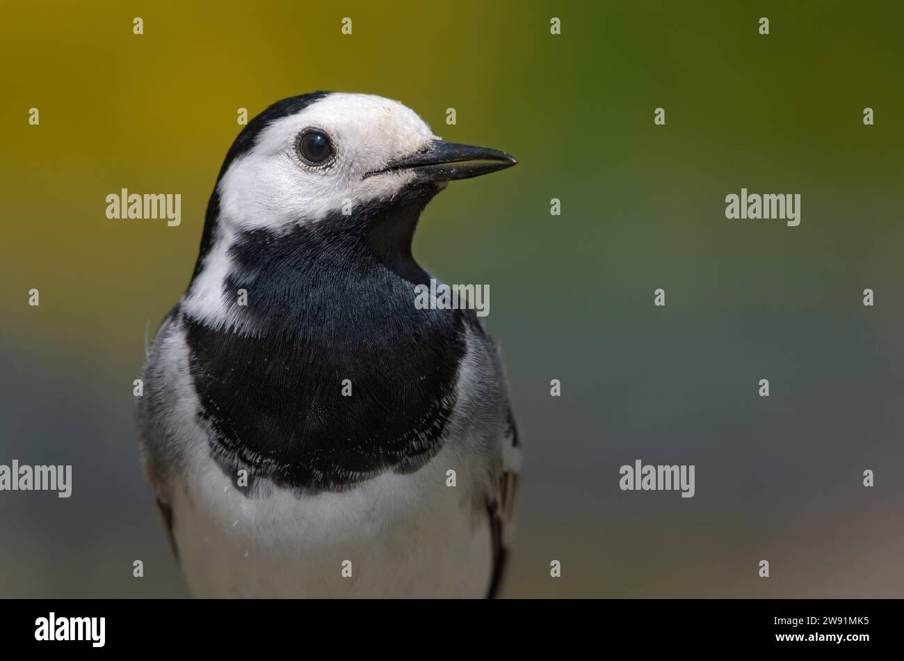 Close portrait of Adult male White wagtail (Motacilla alba) posing with clean green background in summer Stock Photo