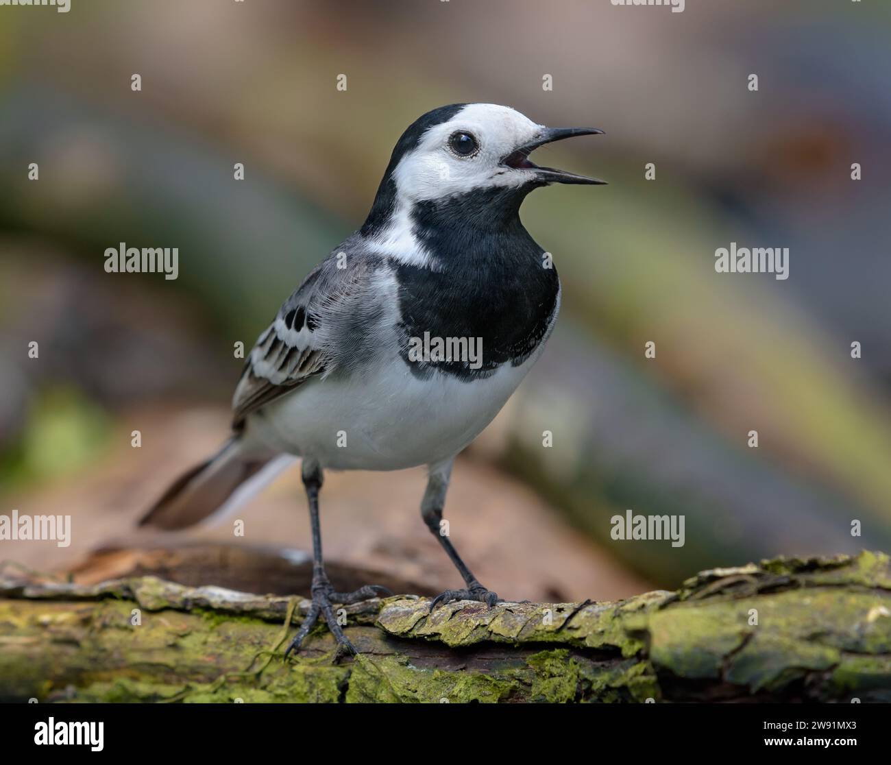 Bold adult White wagtail (motacilla alba) makes loud calls with wide open beak near a debries at spring Stock Photo