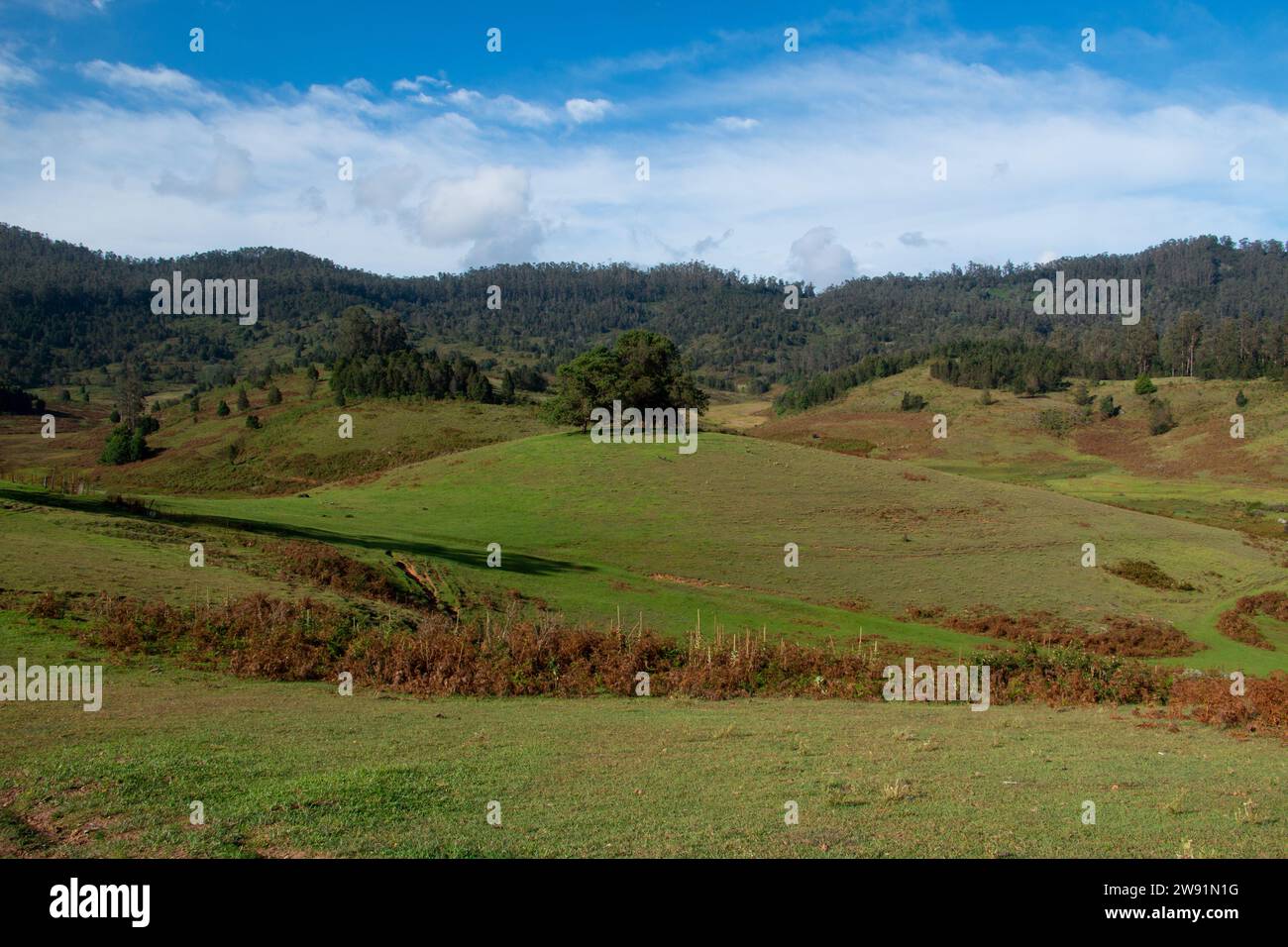 Lush green island fields trees hi-res stock photography and images - Alamy