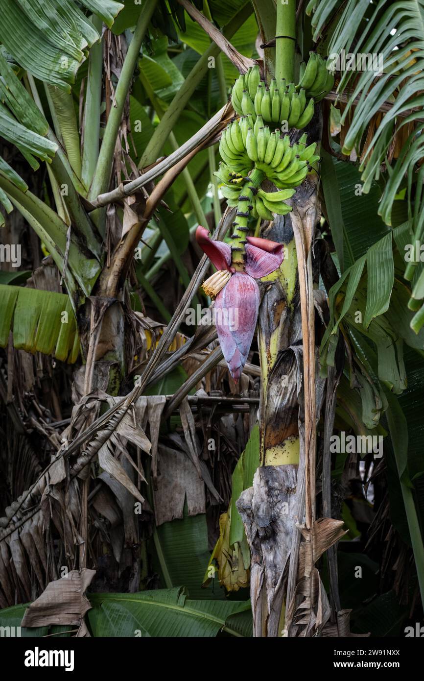Purple Banana Tree Musa Basjoo Hardy Japanese Banana Plant | The