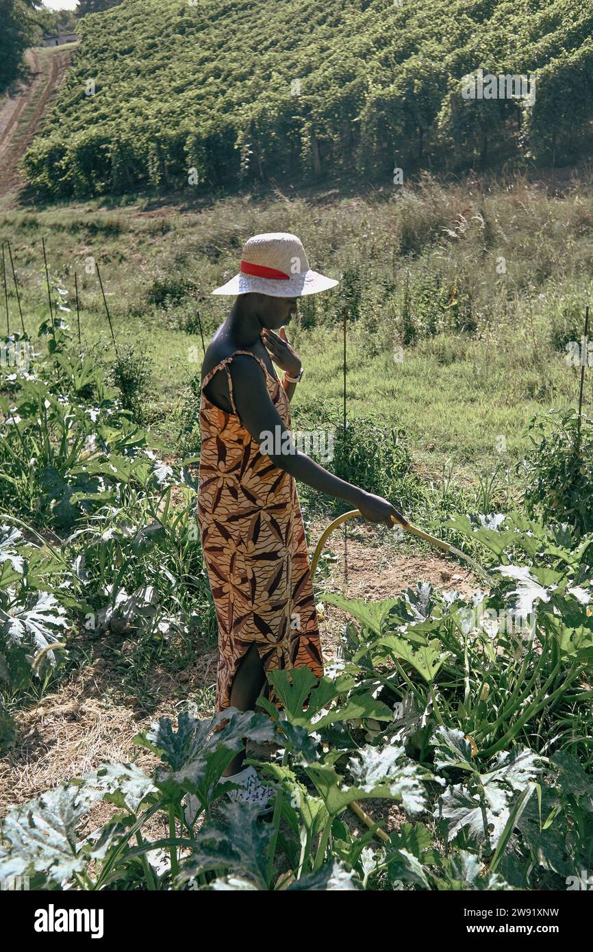 unrecognizable young black african woman farmer hand pick harvest zucchini and veggies from vegetable garden in summertime Stock Photo