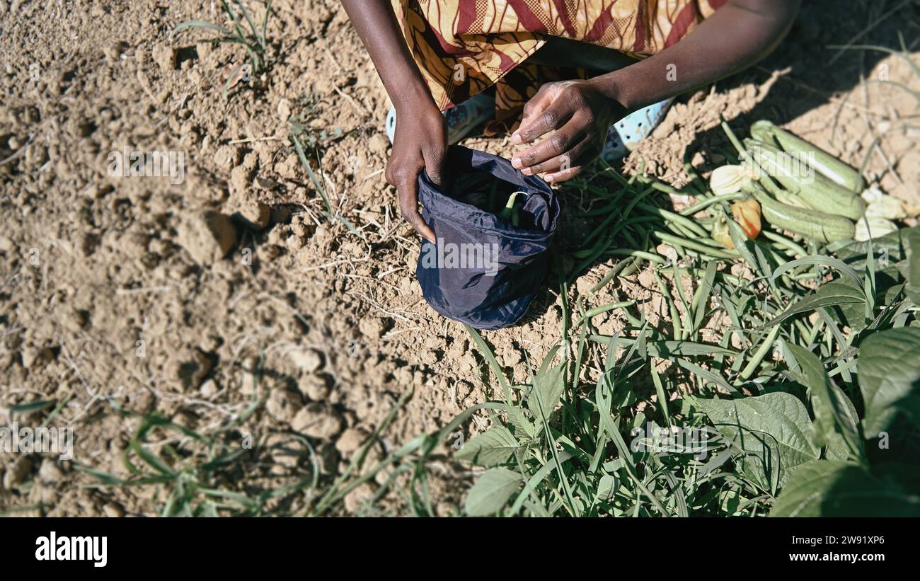 unrecognizable young black african woman farmer hand pick harvest grean beans and veggies from vegetable garden in summertime Stock Photo