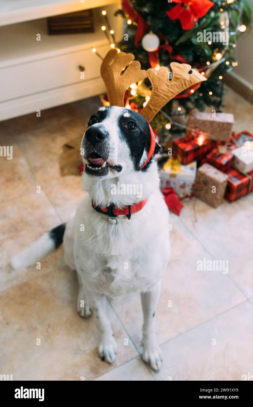 dog christmas headband