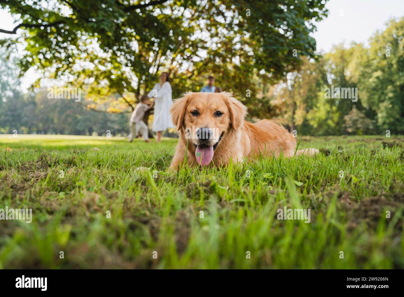 Golden retriever in the park hi-res stock photography and images - Alamy