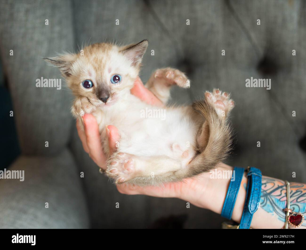 Snowy Bengal kitten lying on hand Stock Photo