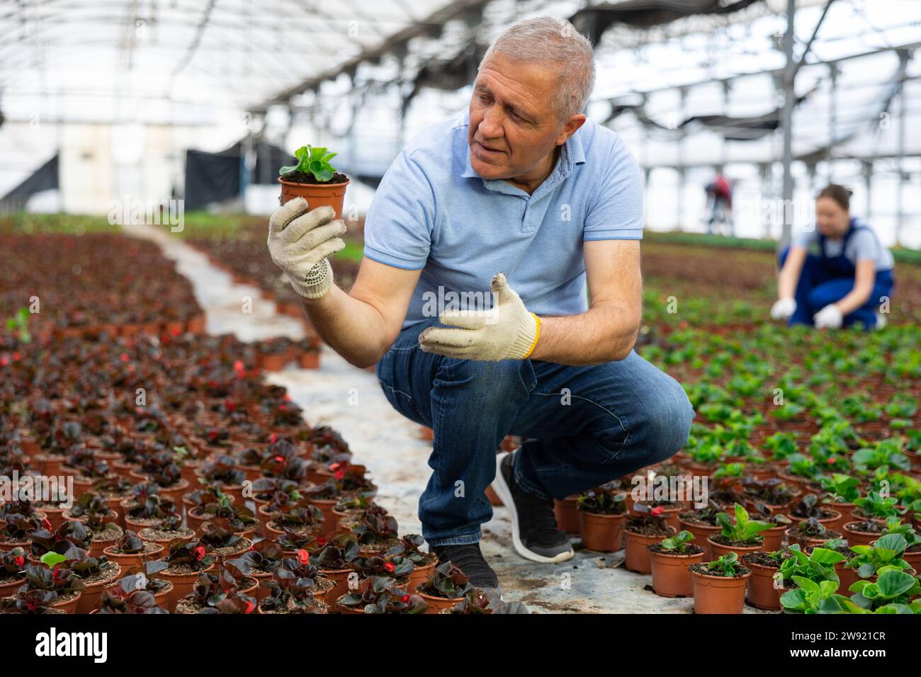 Mature male employee of wholesale warehouse of ornamental plants inspects young begonia seedlings Stock Photo