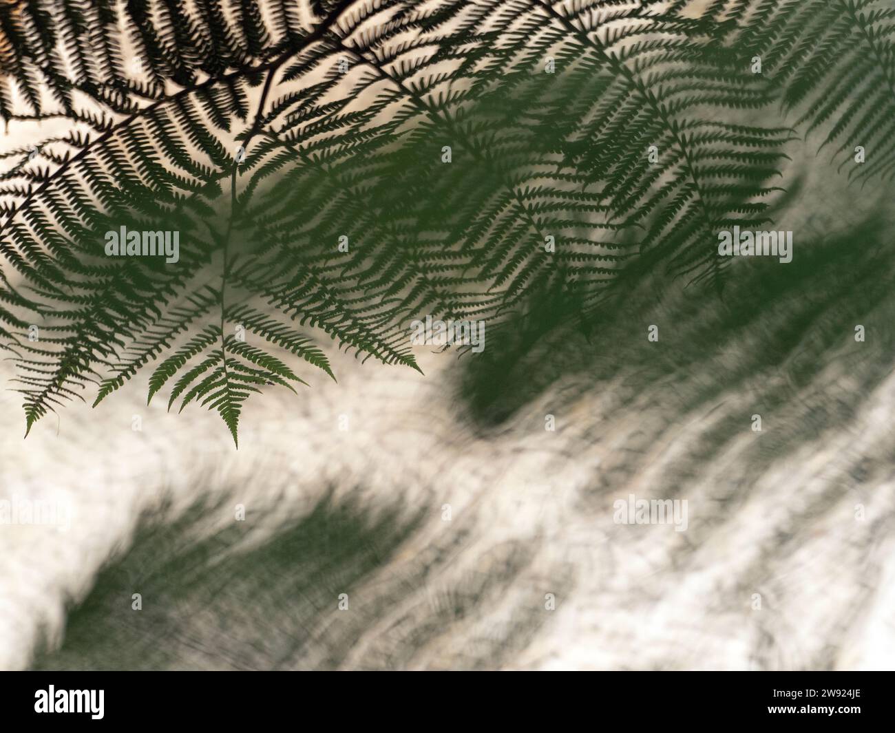 Green leaves tree ferns hi-res stock photography and images - Alamy
