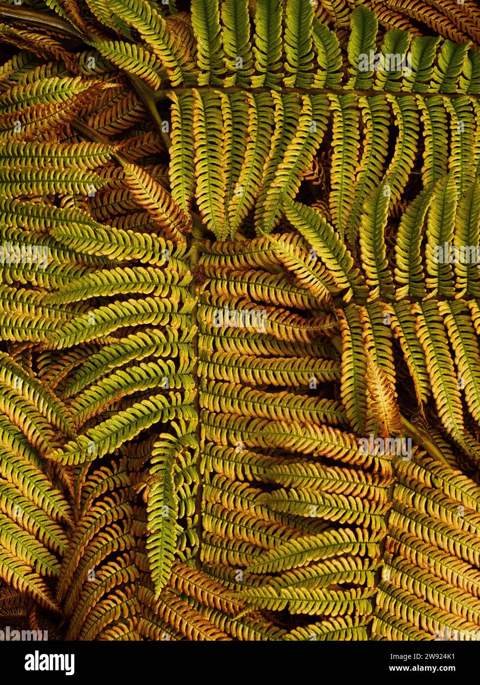 Vertical green tree leaves hi-res stock photography and images - Alamy