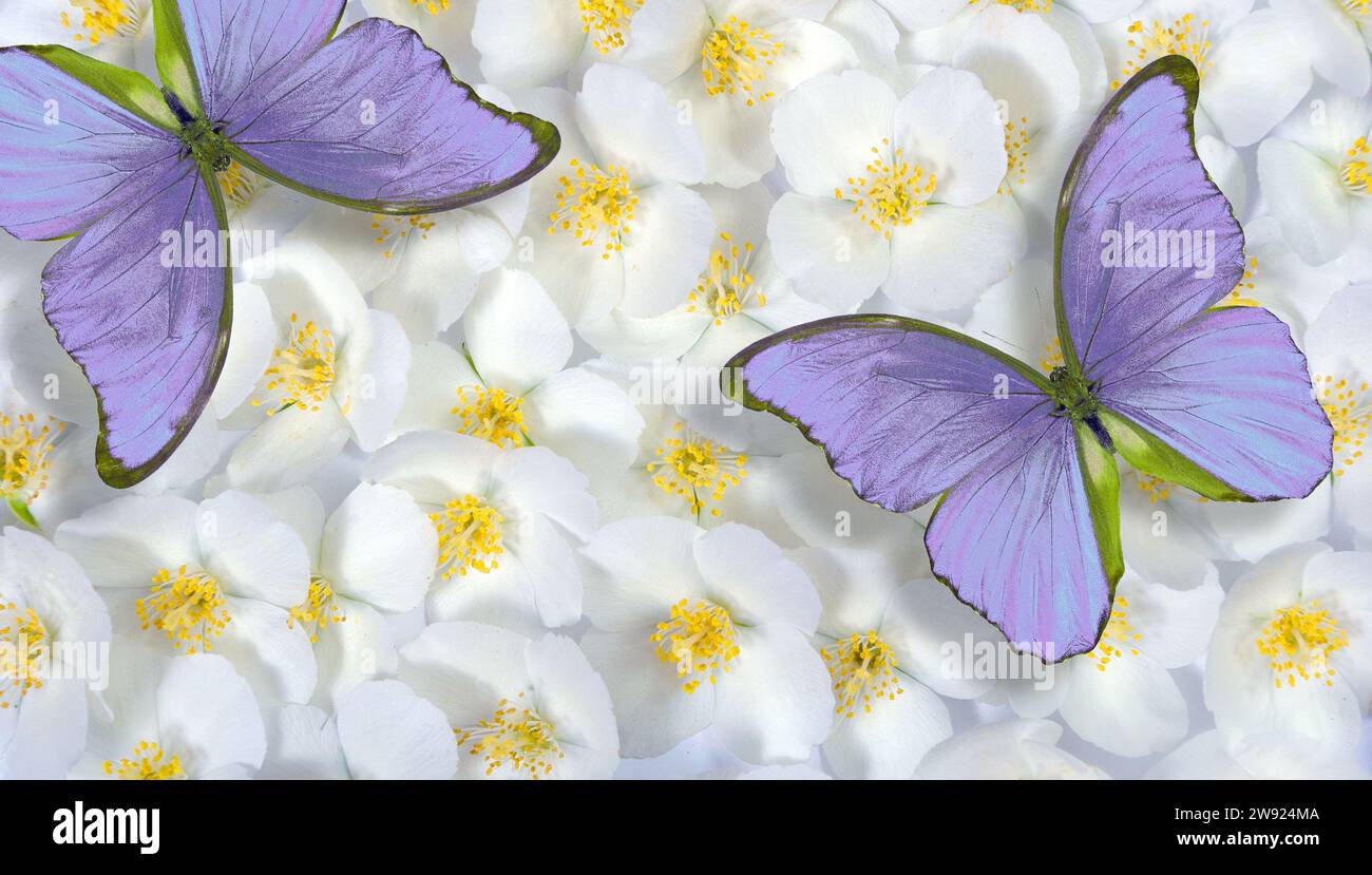 natural pastel background. delicate lilac tropical morpho butterflies on jasmine flowers Stock Photo