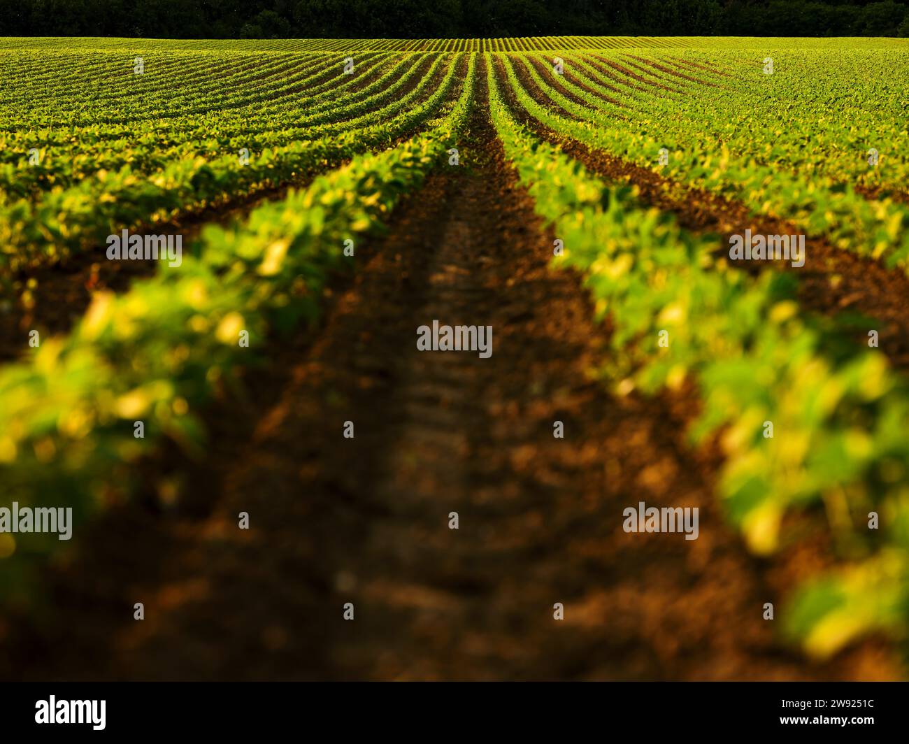 Soybean field in background hi-res stock photography and images - Alamy