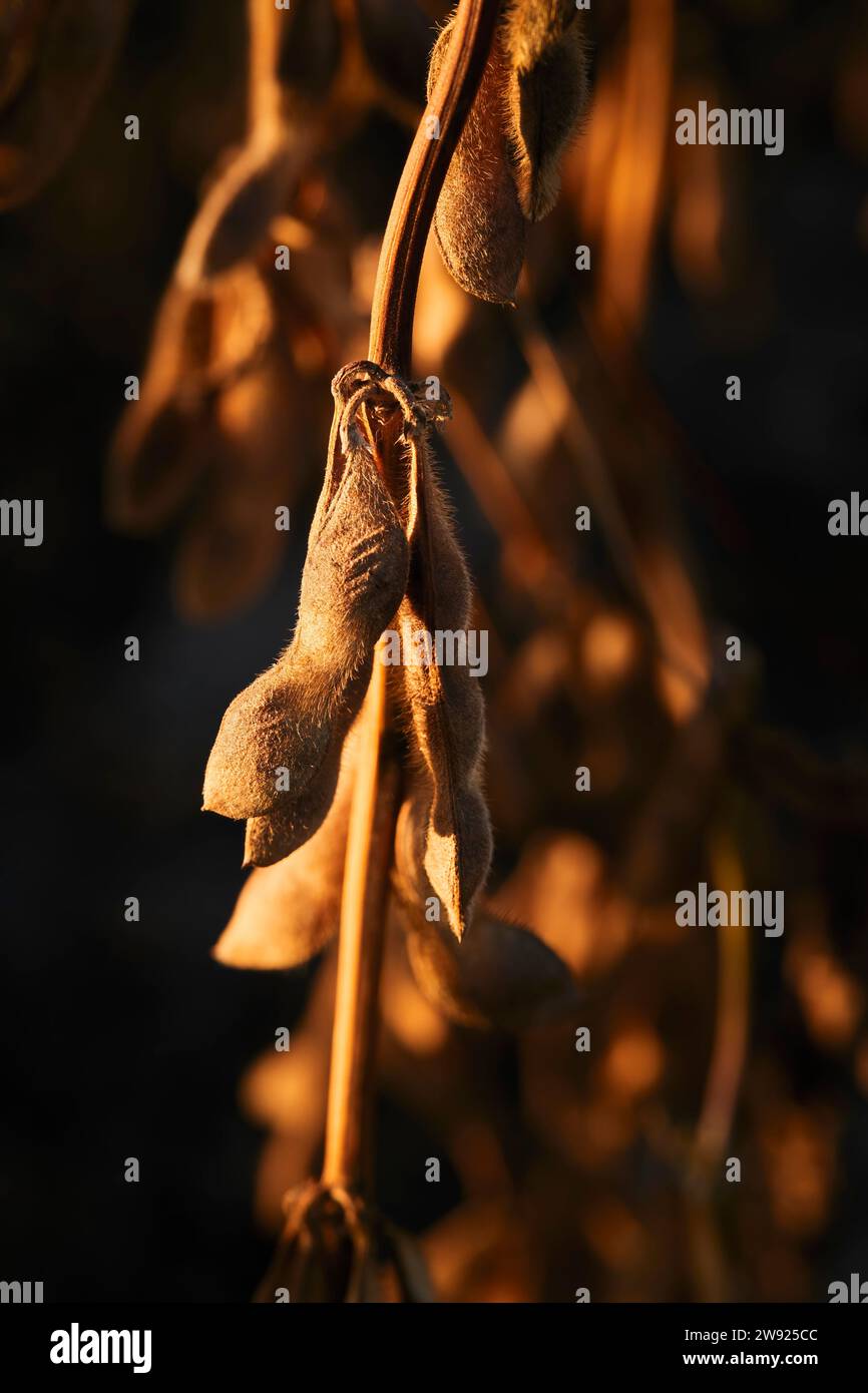 Soybean growing hi-res stock photography and images - Alamy