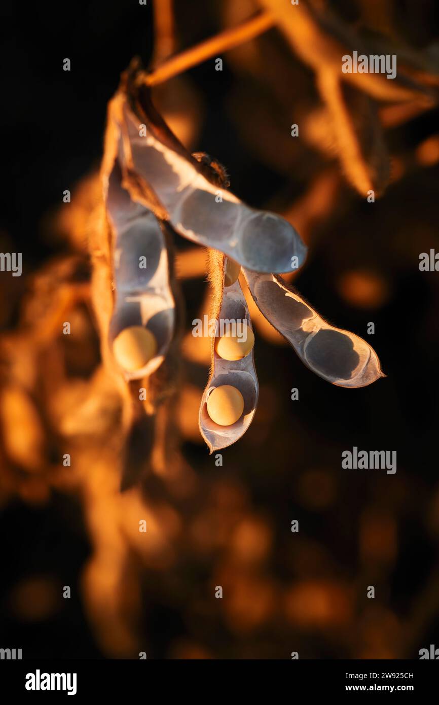 Soybean growing hi-res stock photography and images - Alamy