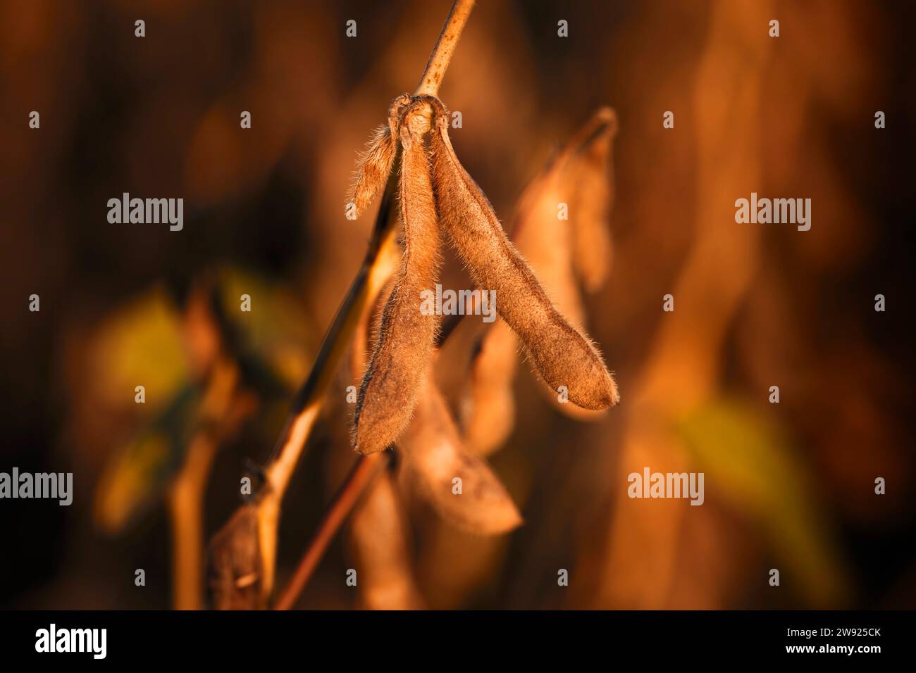 Soybean growing hi-res stock photography and images - Alamy