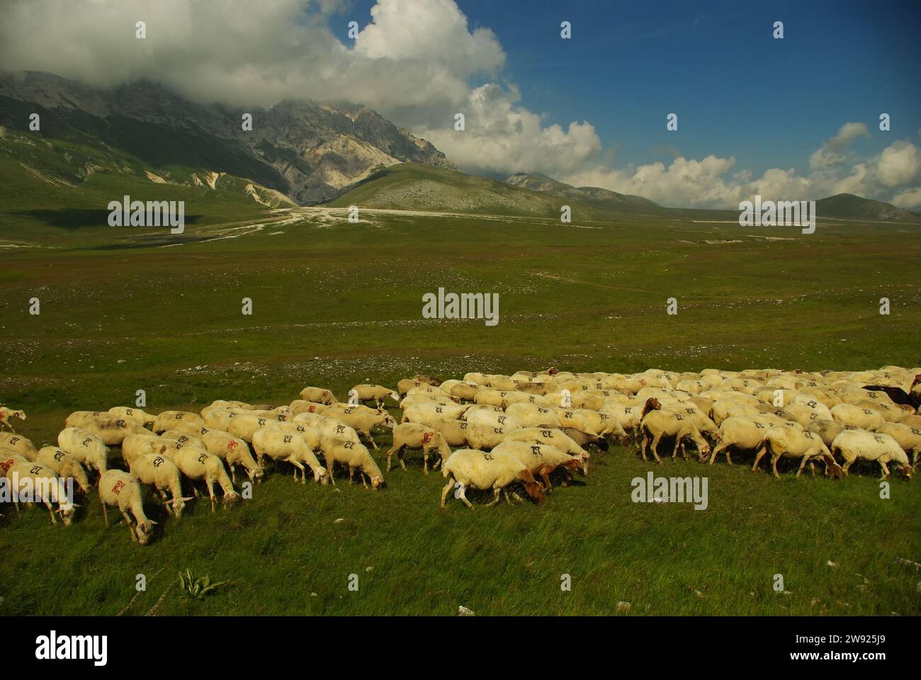 Natural scenery of a flock of sheep grazing undisturbed on the plateau ...