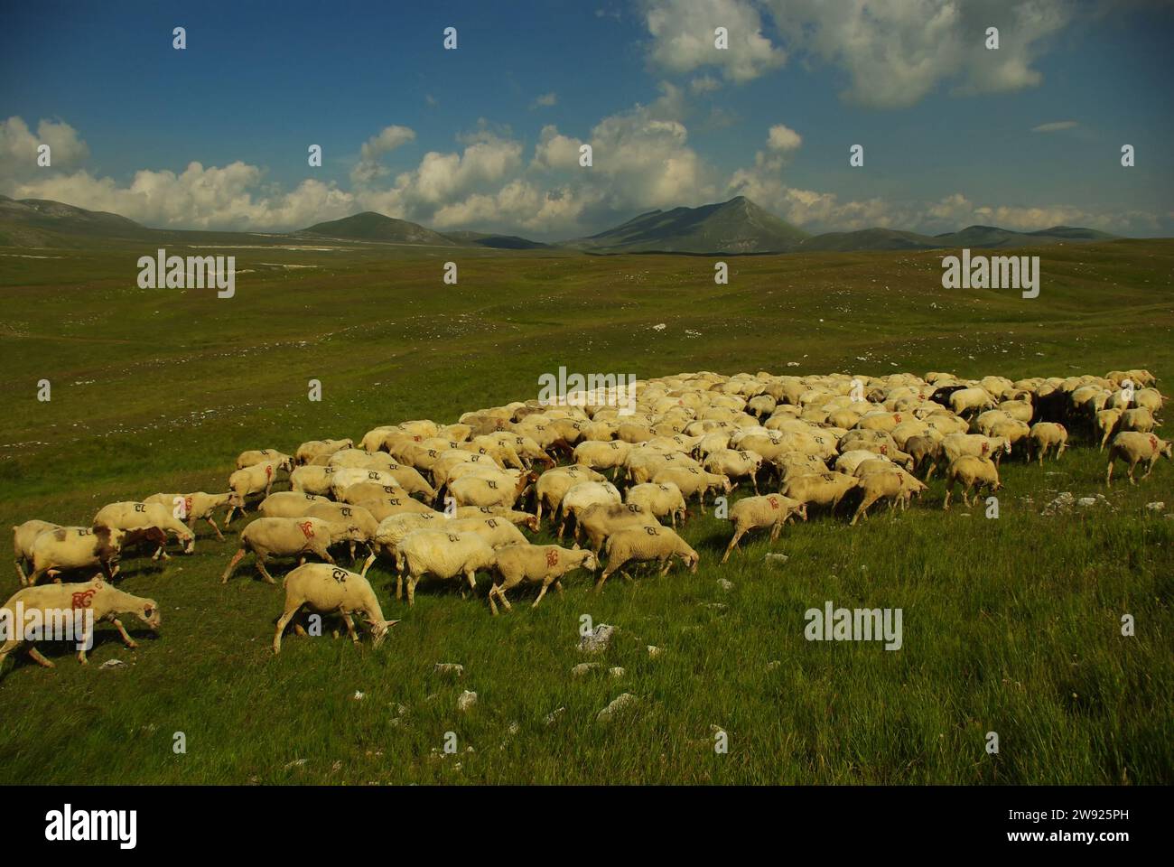 Natural scenery of a flock of sheep grazing undisturbed on the plateau ...