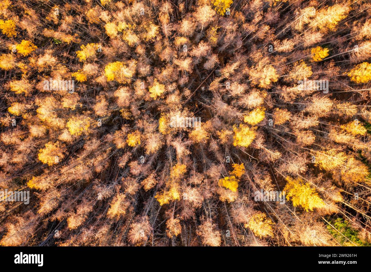 Tree canopy aerial uk hi-res stock photography and images - Alamy