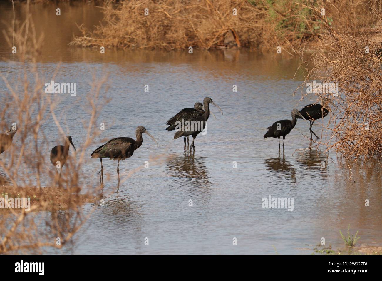 beautiful birds (glossy ibis birds) on the river Nile in Aswan, Egypt Stock Photo