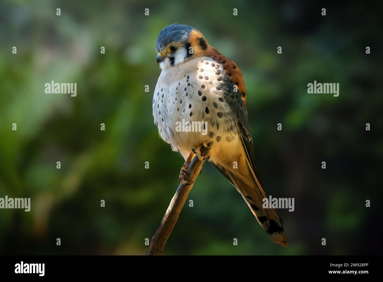 American Kestrel (Falco sparverius) - Bird of Prey Stock Photo