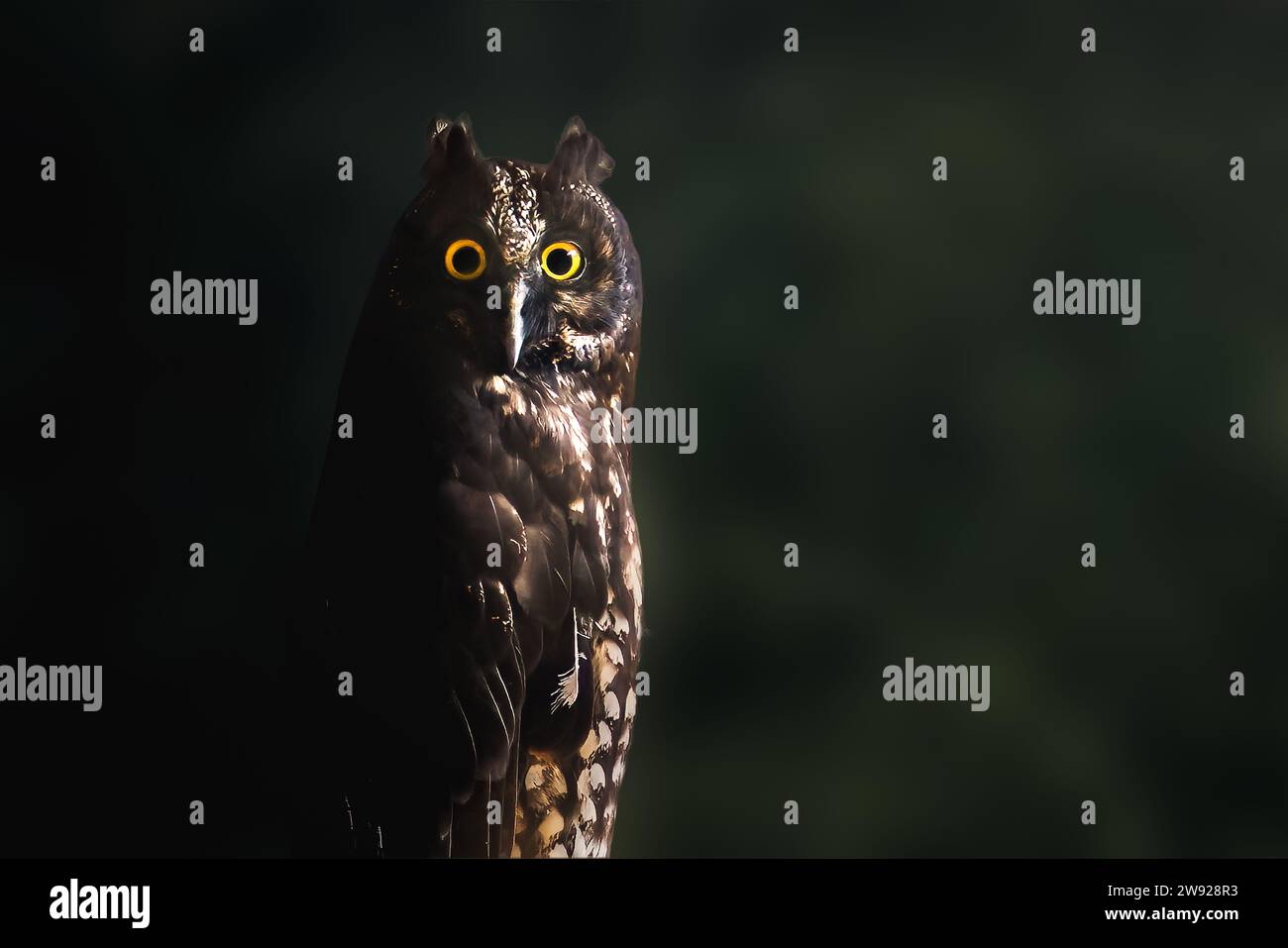 Stygian Owl (Asio stygius) - Nocturnal Bird Stock Photo