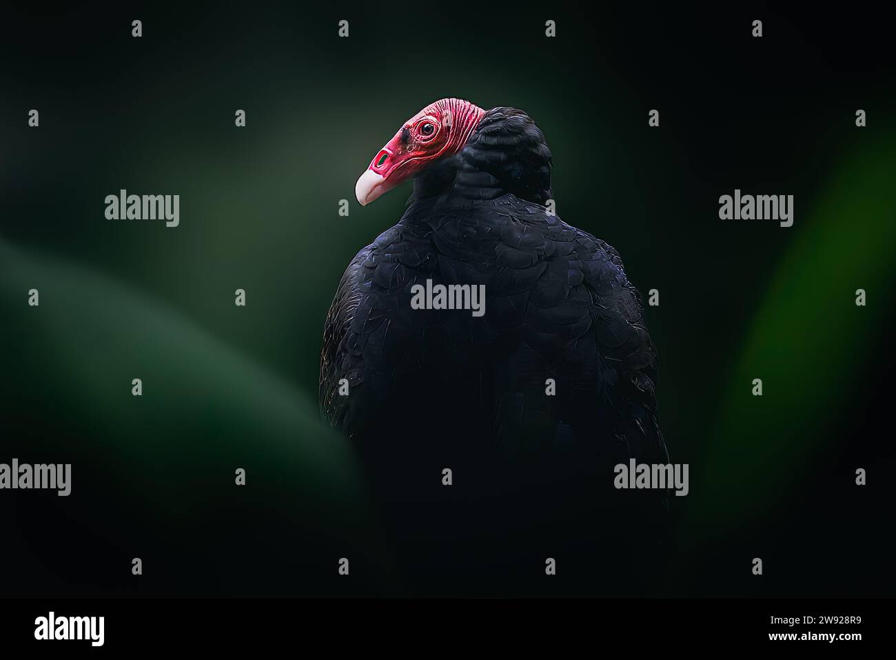 Turkey Vulture bird (Cathartes aura) Stock Photo