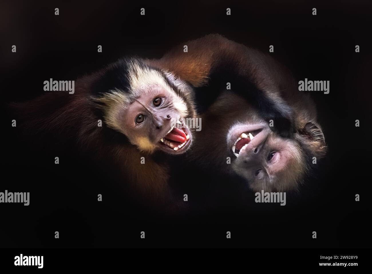 Black Capuchin Monkeys fighting (Sapajus nigritus) Stock Photo