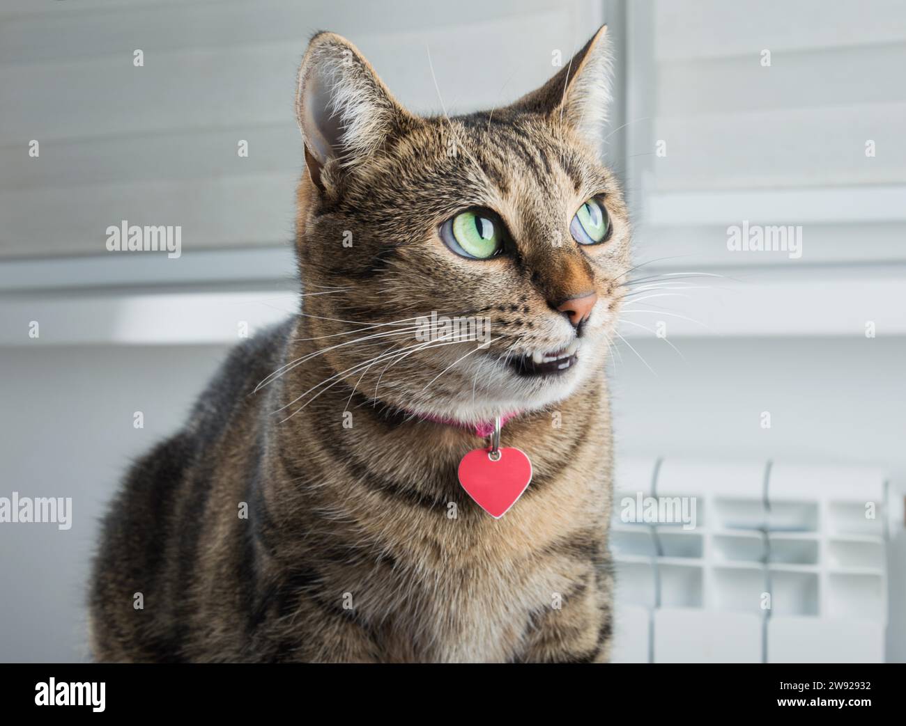 Cunning Bengal cat with a pink collar is grinning intriguingly. Mixed media Stock Photo