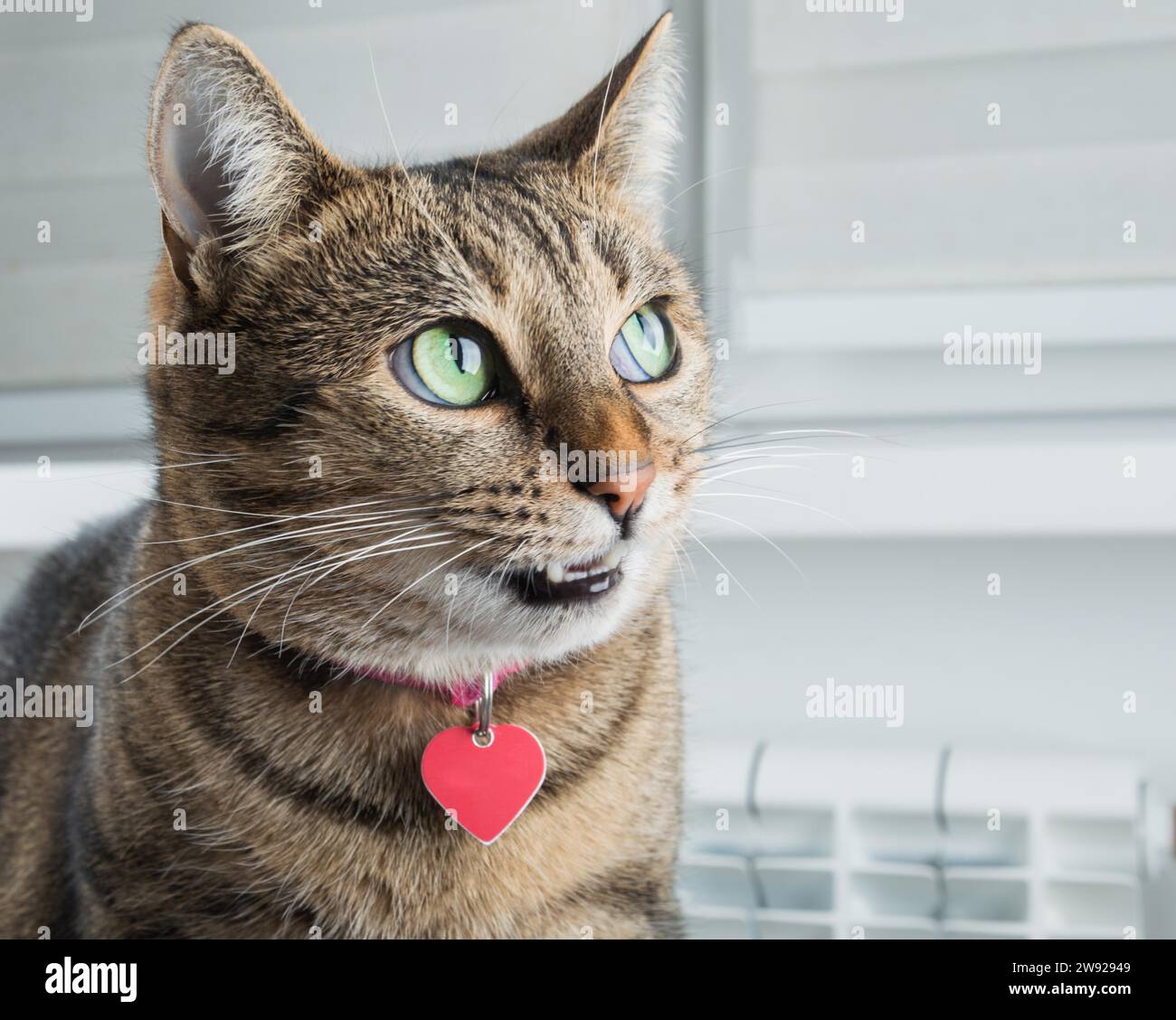 Cunning Bengal cat with a pink collar is grinning intriguingly. Mixed media Stock Photo