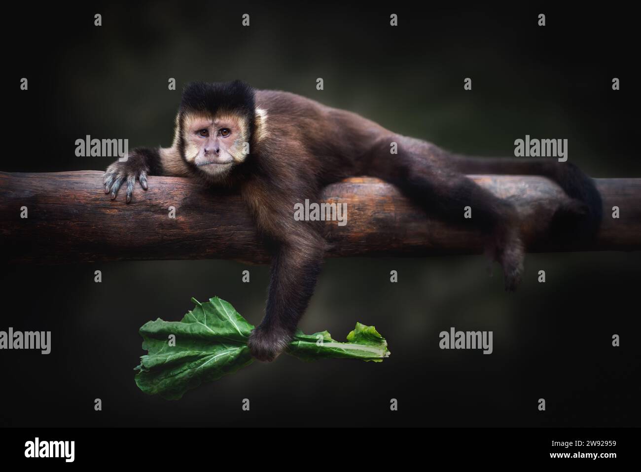Black Capuchin Monkey eating (Sapajus nigritus) Stock Photo