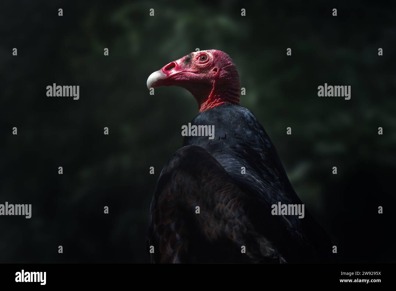 Turkey Vulture bird (Cathartes aura) Stock Photo