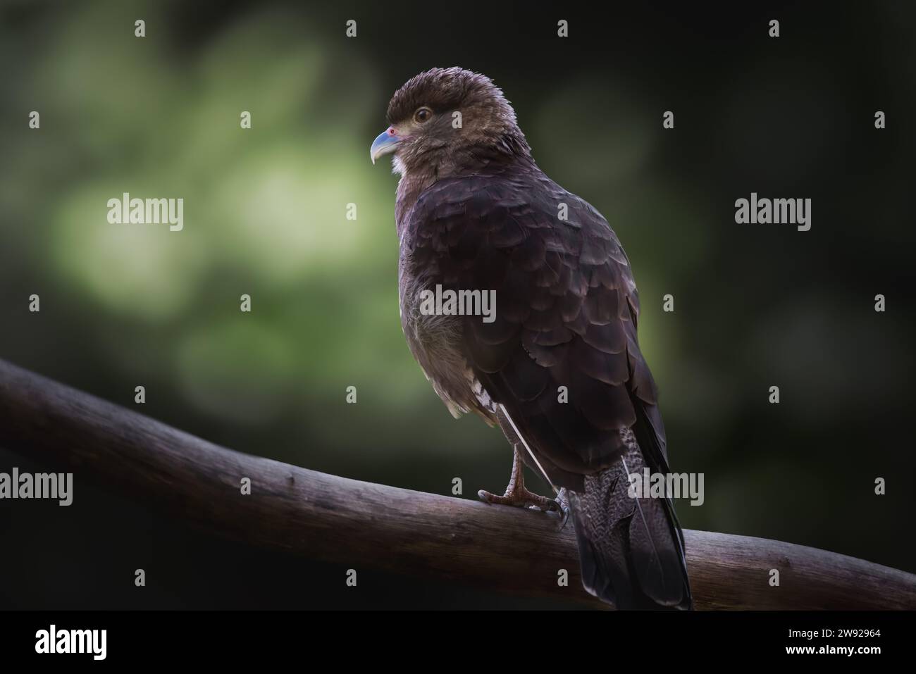 Chimango Caracara (Milvago chimango) - Bird of Prey Stock Photo