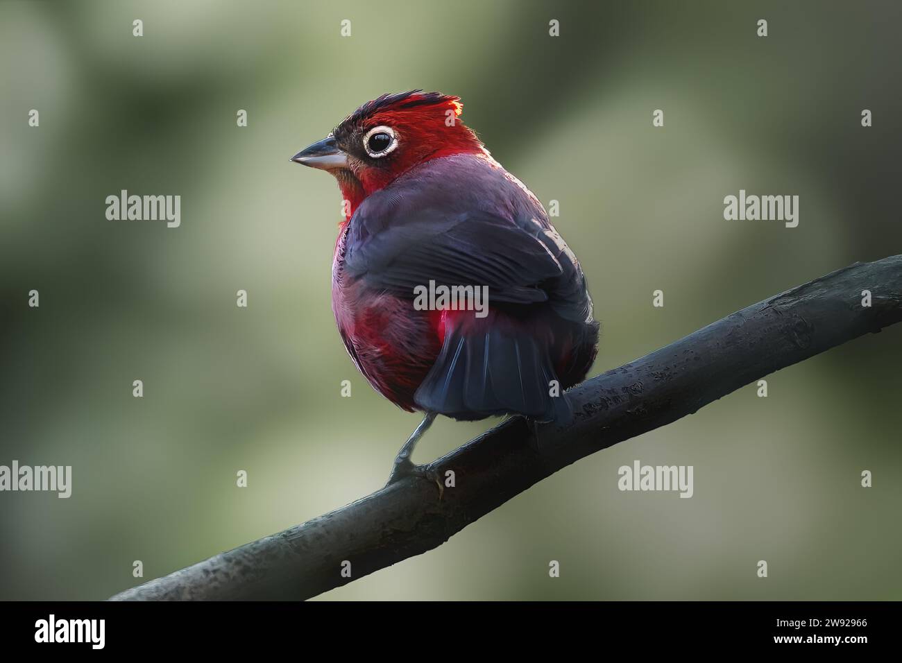 Red Pileated Finch bird (Coryphospingus cucullatus) Stock Photo
