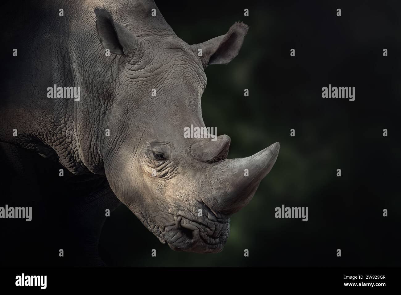 Beautiful White Rhinoceros (Ceratotherium simum) Stock Photo