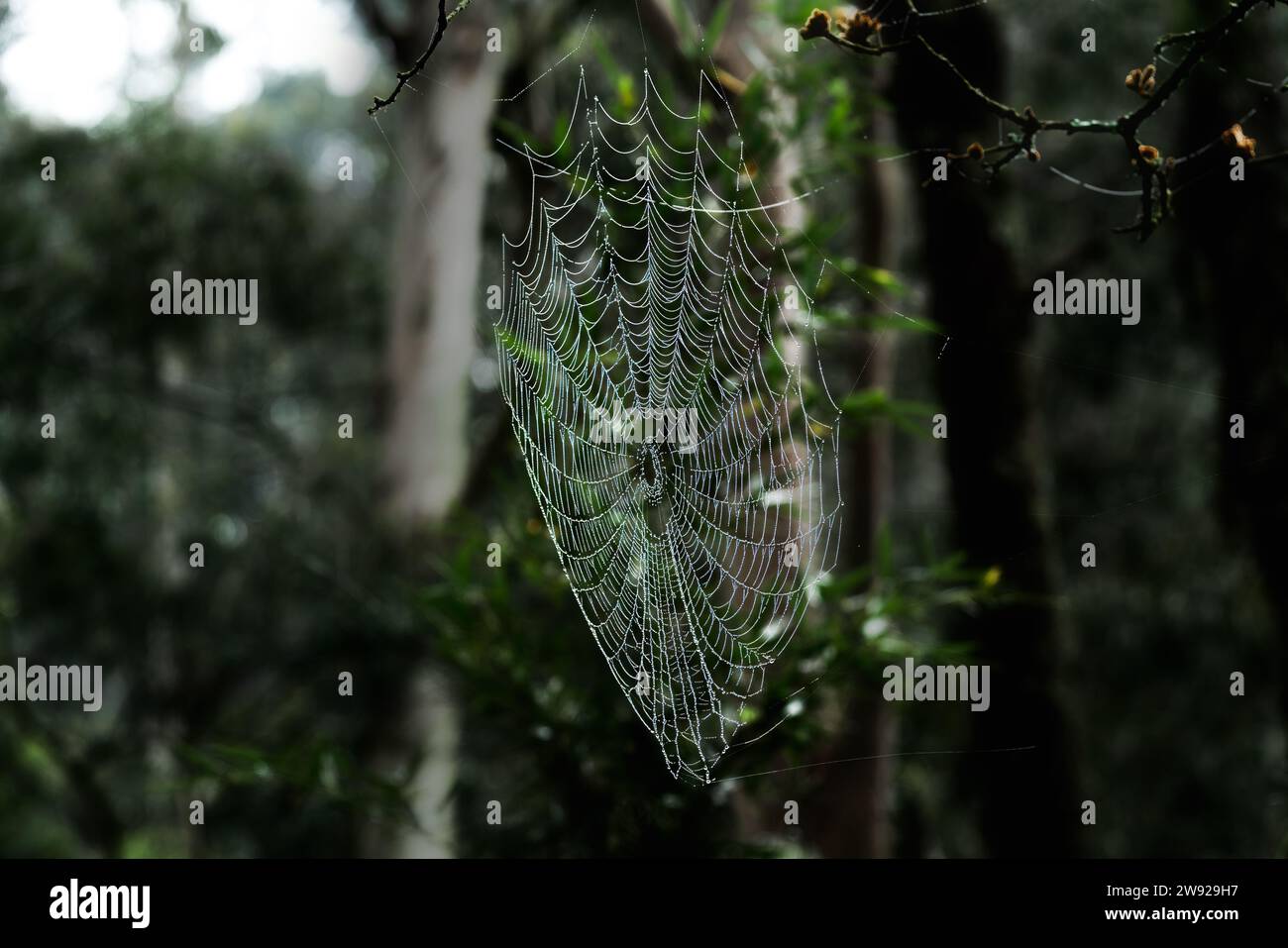 Spider Web covered in water droplets Stock Photo