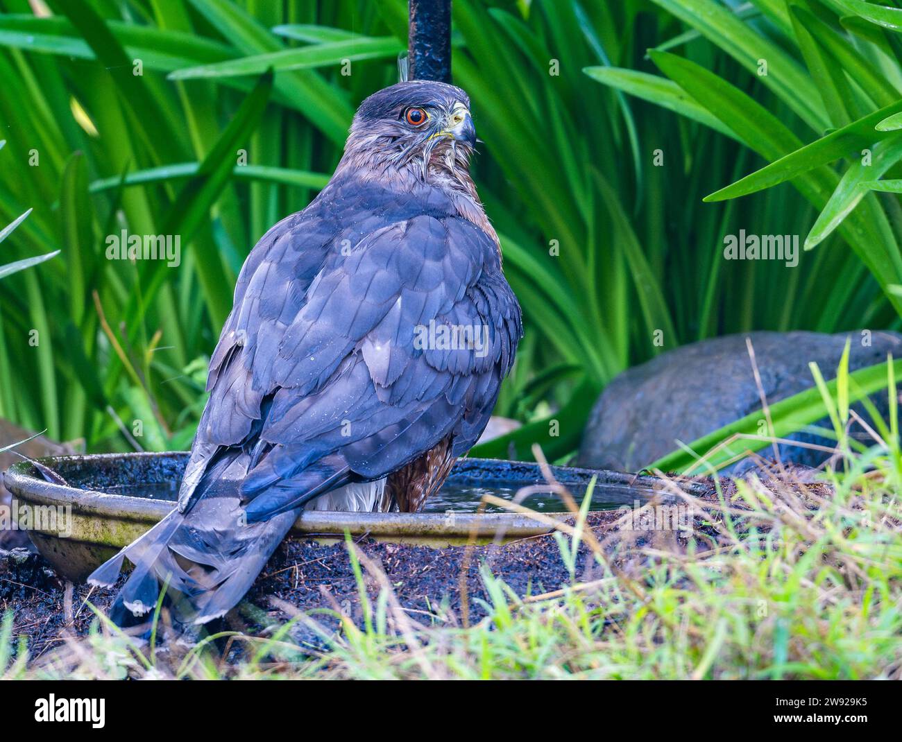 A Cooper's Hawk (Accipiter cooperii) bathing in a water basin. California, USA. Stock Photo