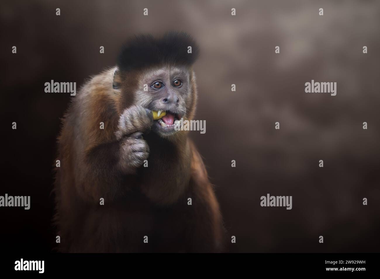Black Capuchin Monkey eating (Sapajus nigritus) Stock Photo