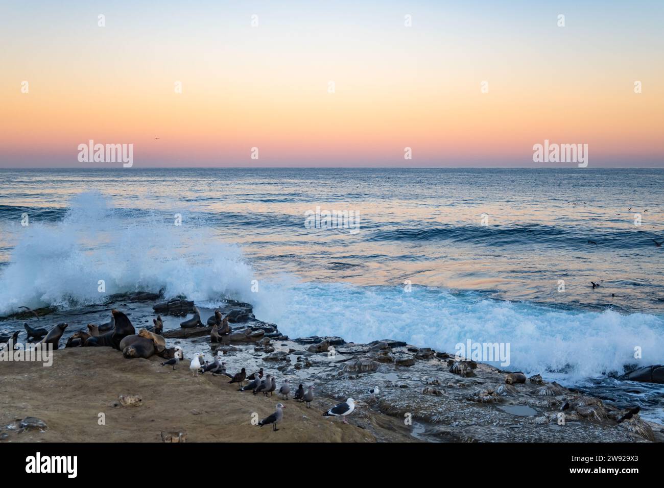 California sea lions (Zalophus californianus) gathering on the rocks along the coast in the morning. San Diego, California, USA. Stock Photo
